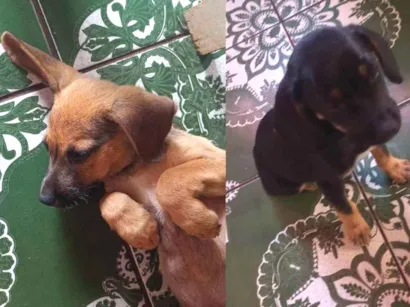 Cachorro raça  idade 2 a 6 meses nome Emi e Jimmy