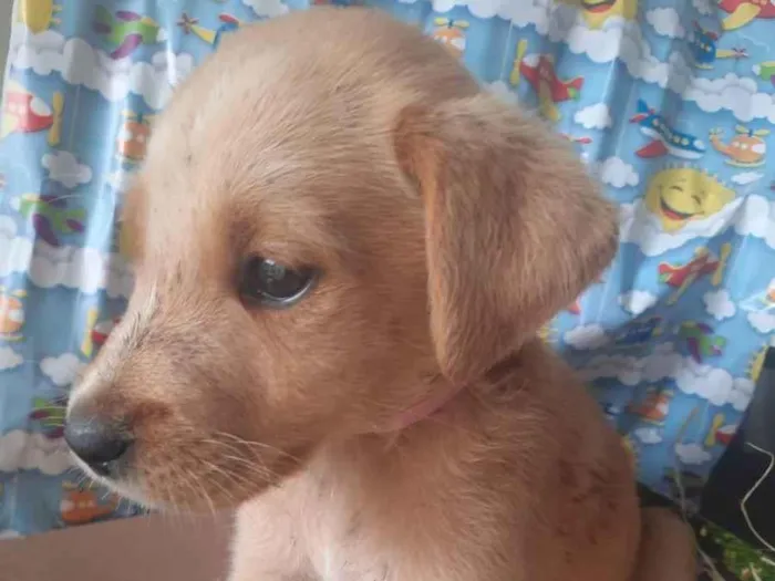 Cachorro ra a Não sei ao certo  idade 2 a 6 meses nome Sem nomes ainda 