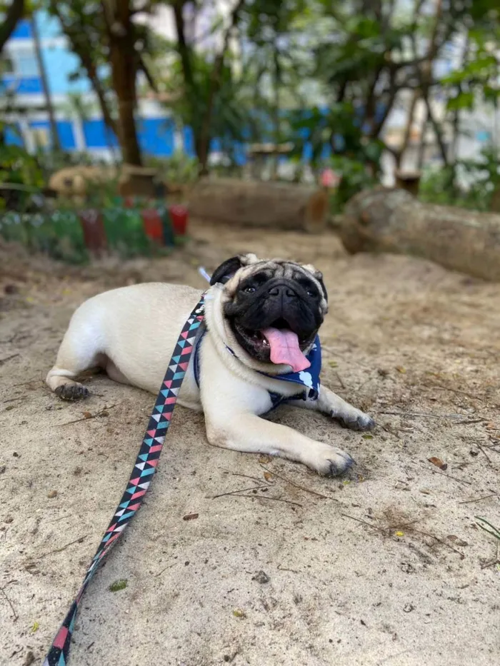 Cachorro raça Pug idade 2 anos nome Montanha
