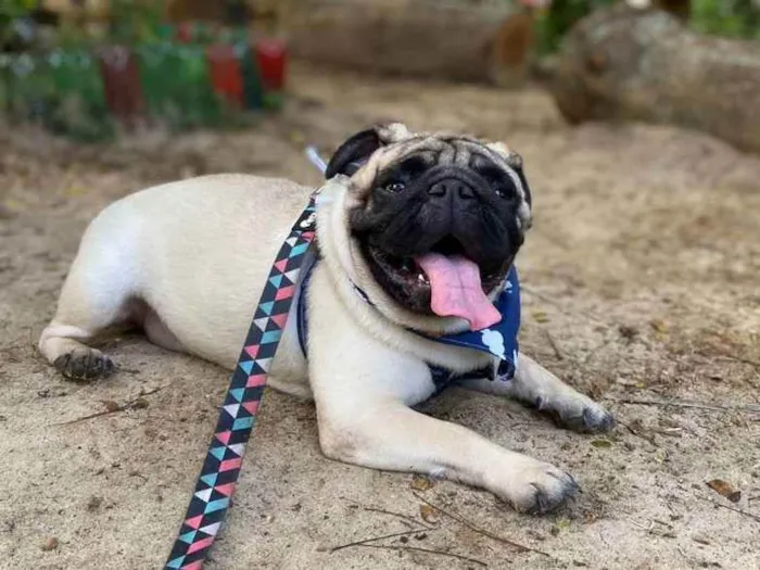 Cachorro raça Pug idade 2 anos nome Montanha