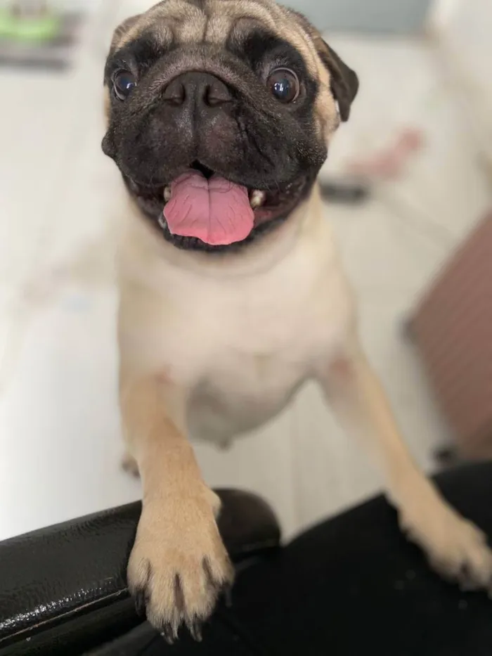 Cachorro raça Pug idade 2 anos nome Montanha