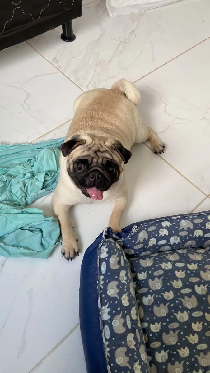Cachorro raça Pug idade 2 anos nome Montanha