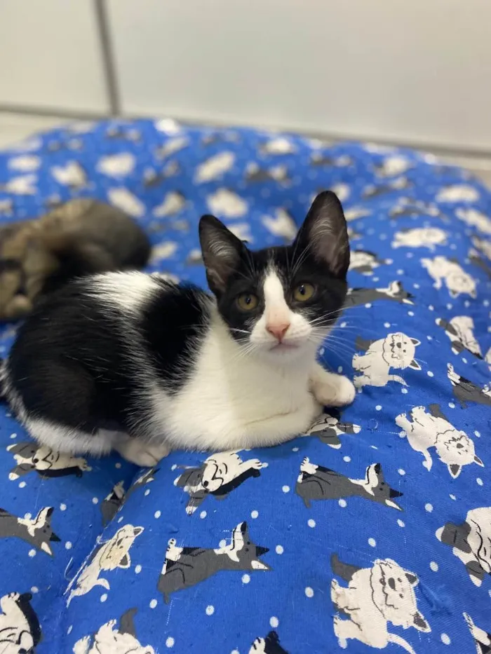 Gato raça Srd idade 2 a 6 meses nome Maria Frajola