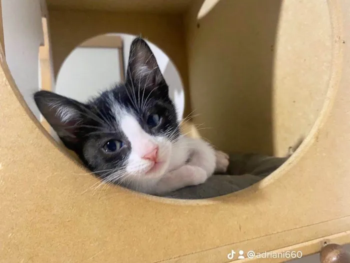 Gato raça Srd idade 2 a 6 meses nome Maria Frajola