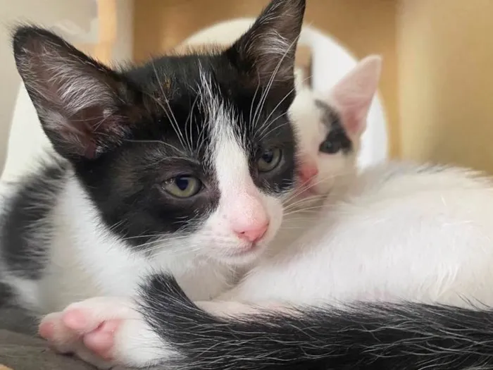 Gato raça Srd idade 2 a 6 meses nome Maria Frajola