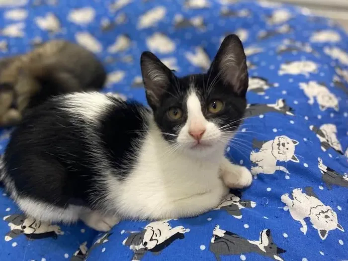 Gato raça Srd idade 2 a 6 meses nome Maria Frajola