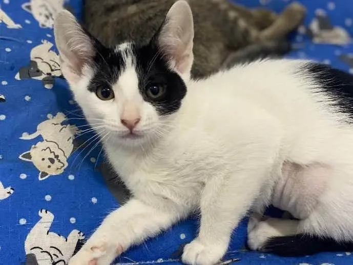 Gato raça Srd idade 2 a 6 meses nome Maria luiza