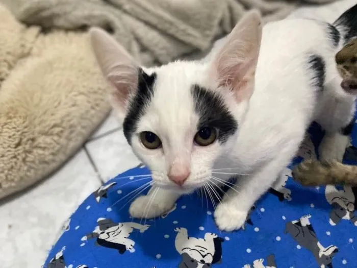 Gato raça Srd idade 2 a 6 meses nome Maria Clara