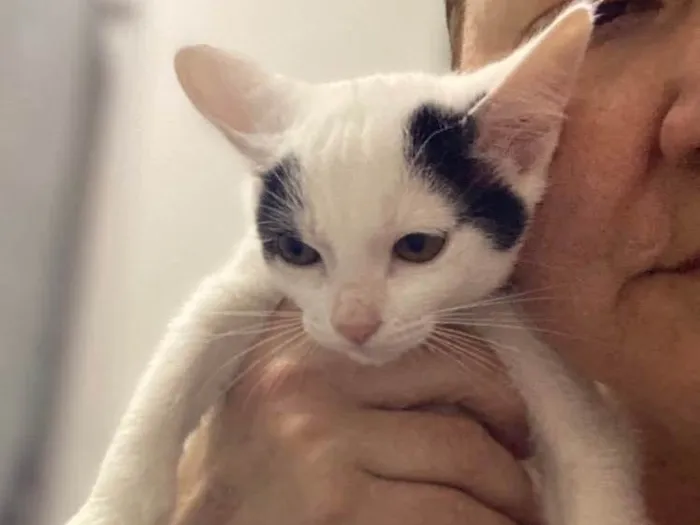 Gato raça Srd idade 2 a 6 meses nome Maria Clara