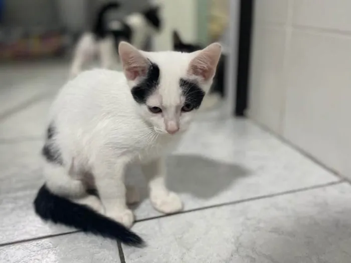Gato raça Srd idade 2 a 6 meses nome Maria Clara