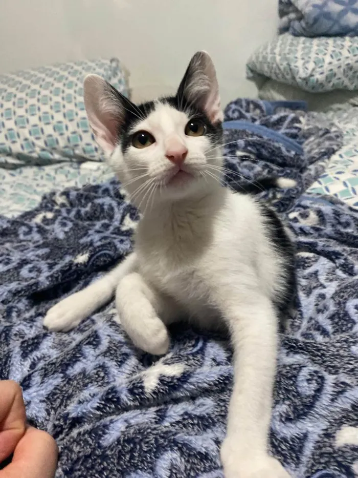 Gato raça Srd idade 2 a 6 meses nome Joca