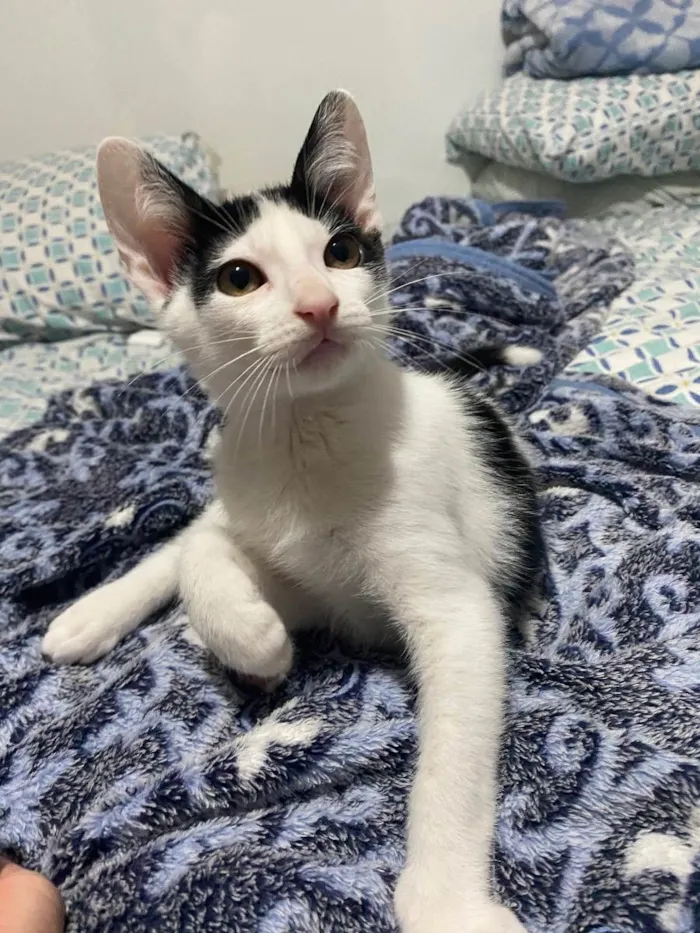 Gato raça Srd idade 2 a 6 meses nome Joca