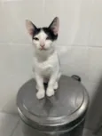Gato raça Srd idade 2 a 6 meses nome Joca