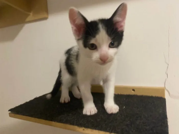 Gato raça Srd idade 2 a 6 meses nome Joca