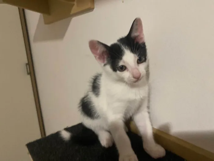 Gato raça Srd idade 2 a 6 meses nome Joca