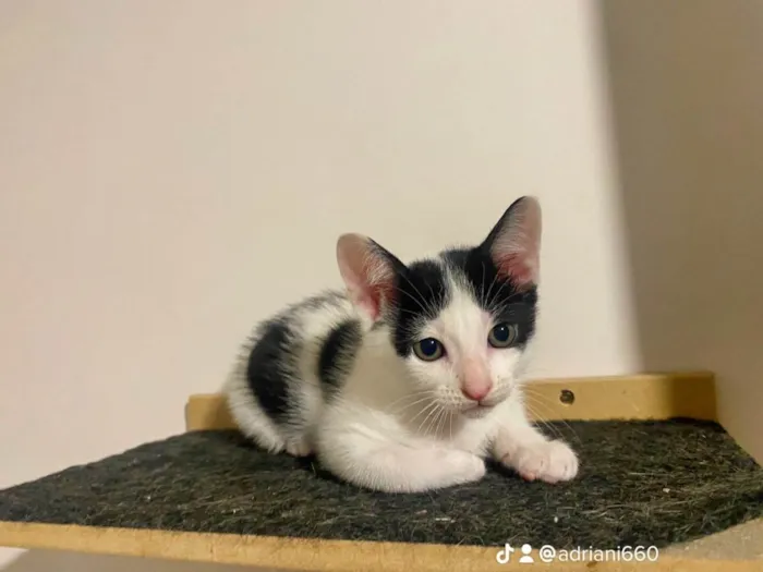 Gato raça Srd idade 2 a 6 meses nome Joca