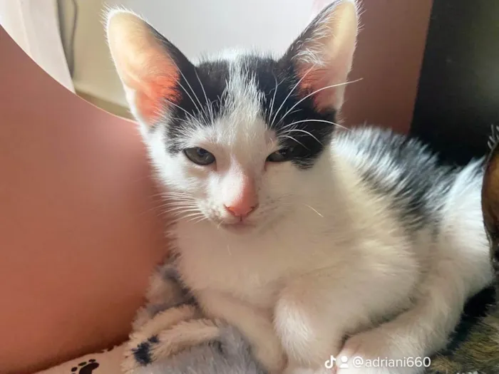 Gato raça Srd idade 2 a 6 meses nome Joca