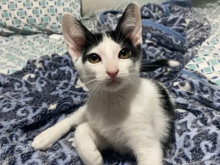 Gato raça Srd idade 2 a 6 meses nome Joca