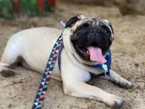 Cachorro raça Pug idade 2 anos nome Montanha