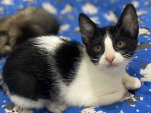 Gato raça Srd idade 2 a 6 meses nome Maria Frajola