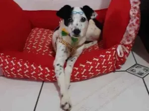 Cachorro raça Sem raça definida  idade 1 ano nome Princesa