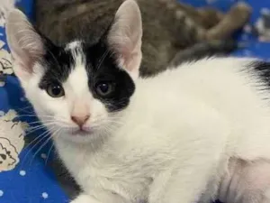 Gato raça Srd idade 2 a 6 meses nome Maria luiza
