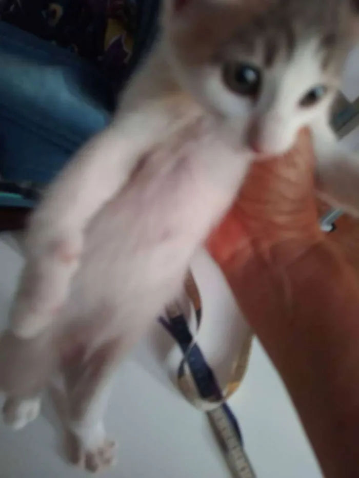 Gato ra a SRD idade Abaixo de 2 meses nome Gatinhos