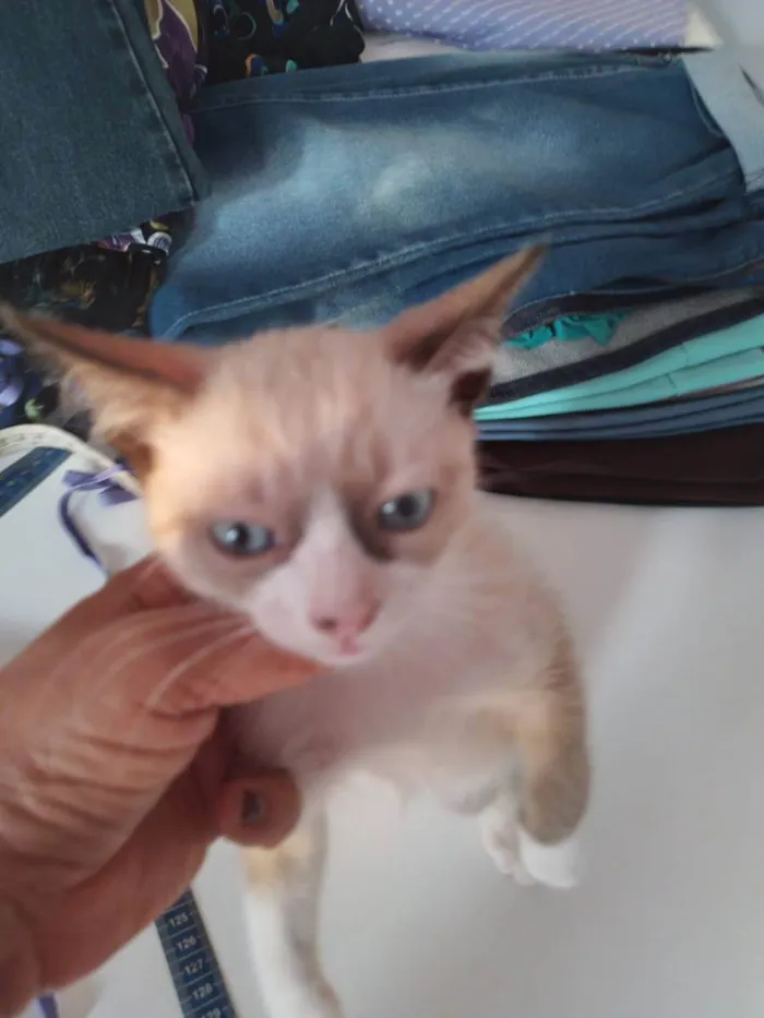 Gato ra a SRD idade Abaixo de 2 meses nome Gatinhos