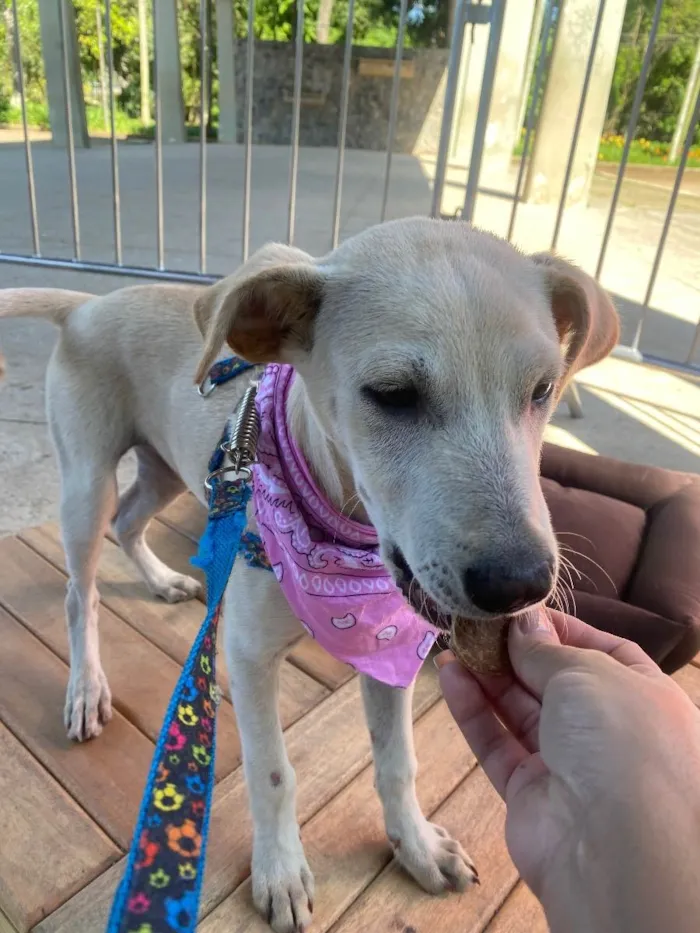 Cachorro ra a LABRADOR idade 2 a 6 meses nome LUK