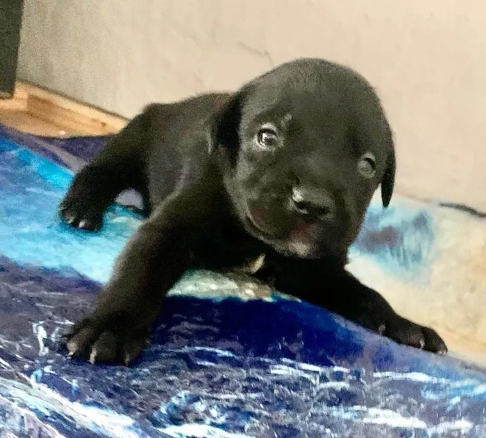 Cachorro ra a  idade Abaixo de 2 meses nome Filhote