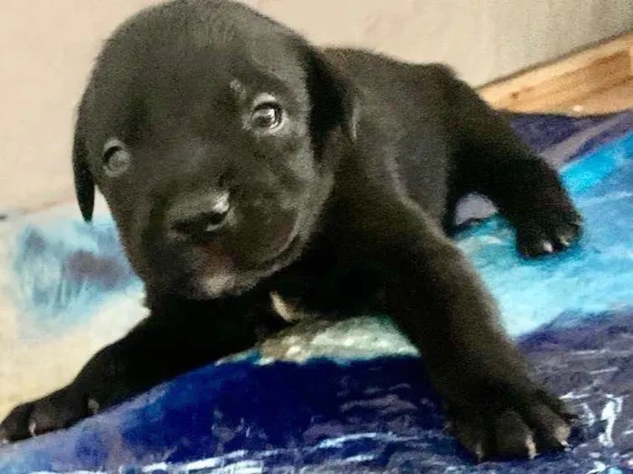 Cachorro ra a  idade Abaixo de 2 meses nome Filhote