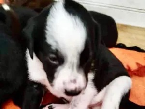 Cachorro raça  idade Abaixo de 2 meses nome Filhote