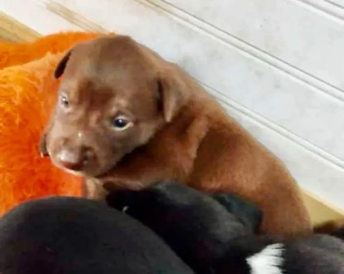 Cachorro ra a  idade Abaixo de 2 meses nome Filhote