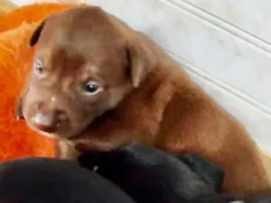 Cachorro raça  idade Abaixo de 2 meses nome Filhote