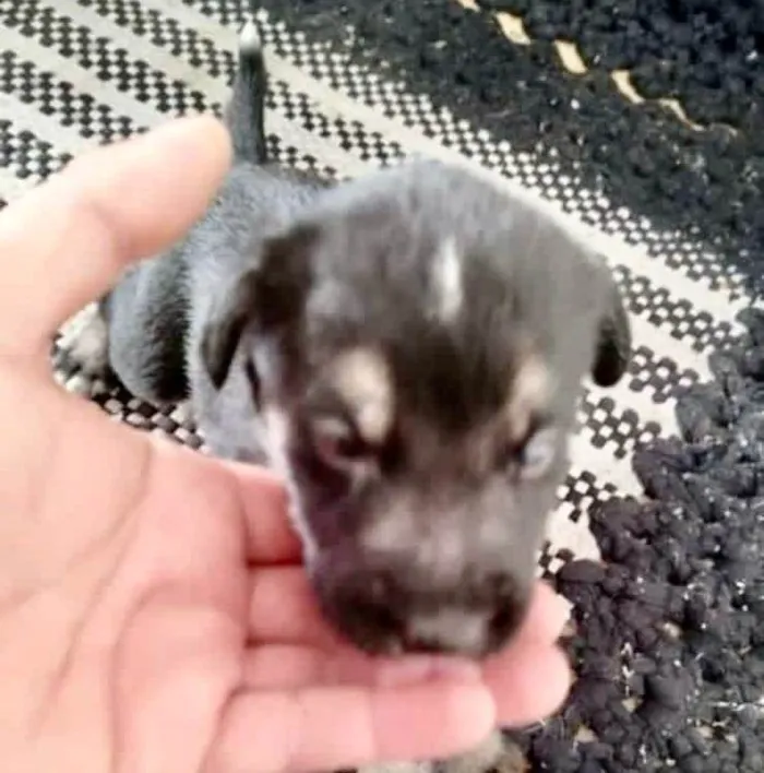 Cachorro ra a  idade Abaixo de 2 meses nome Filhote