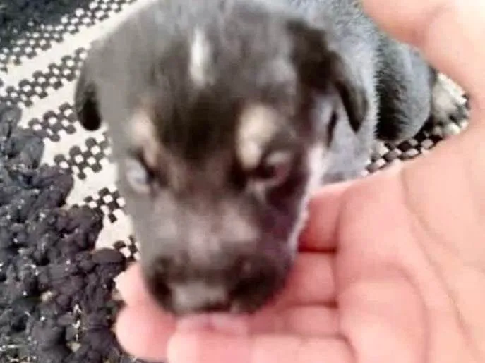 Cachorro ra a  idade Abaixo de 2 meses nome Filhote