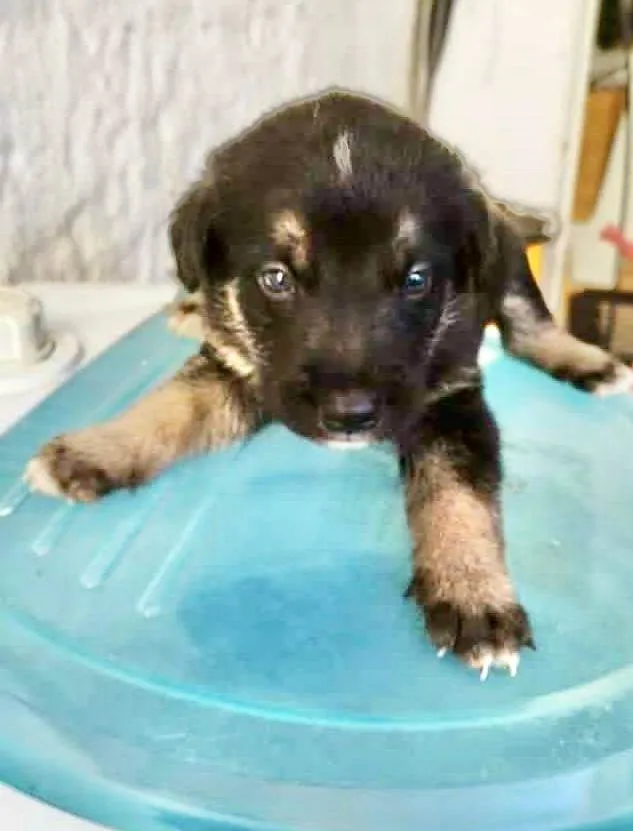 Cachorro ra a  idade Abaixo de 2 meses nome Filhote