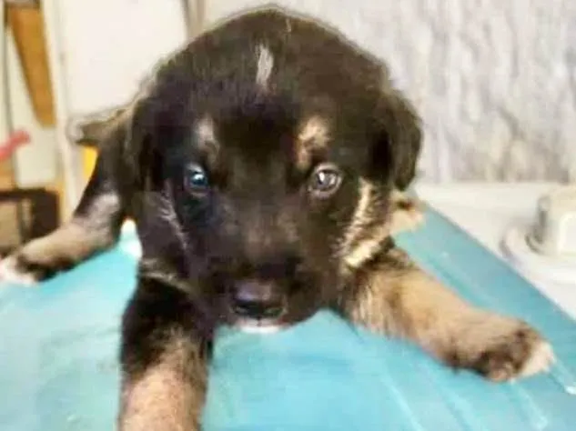 Cachorro ra a  idade Abaixo de 2 meses nome Filhote