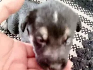 Cachorro raça  idade Abaixo de 2 meses nome Filhote