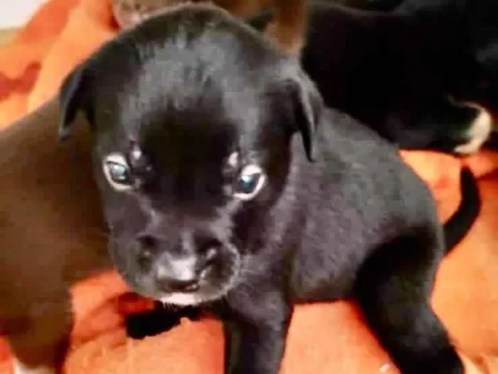 Cachorro ra a  idade Abaixo de 2 meses nome Filhote