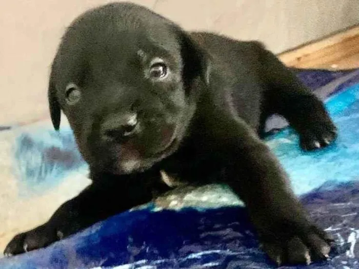 Cachorro ra a  idade Abaixo de 2 meses nome Filhote