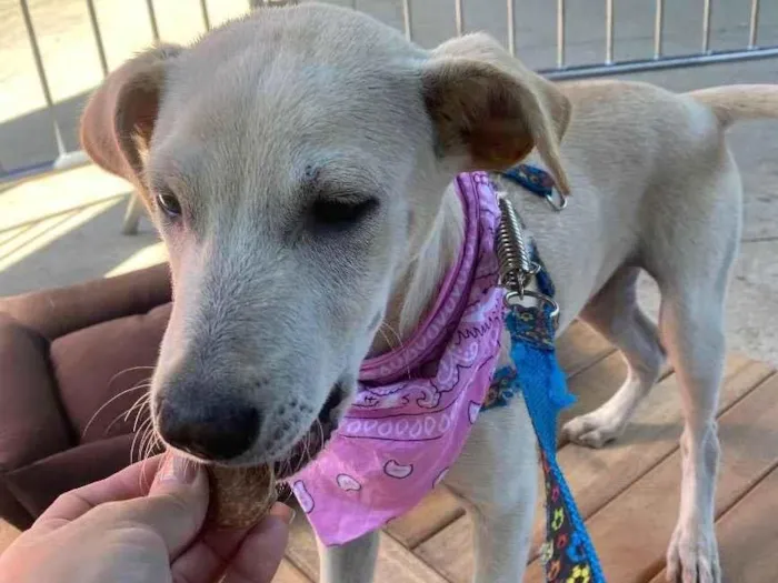 Cachorro ra a LABRADOR idade 2 a 6 meses nome LUK