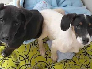 Cachorro raça SRD idade 2 a 6 meses nome Anny e Sophie