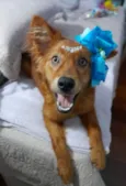 Jully