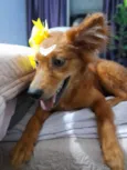 Jully