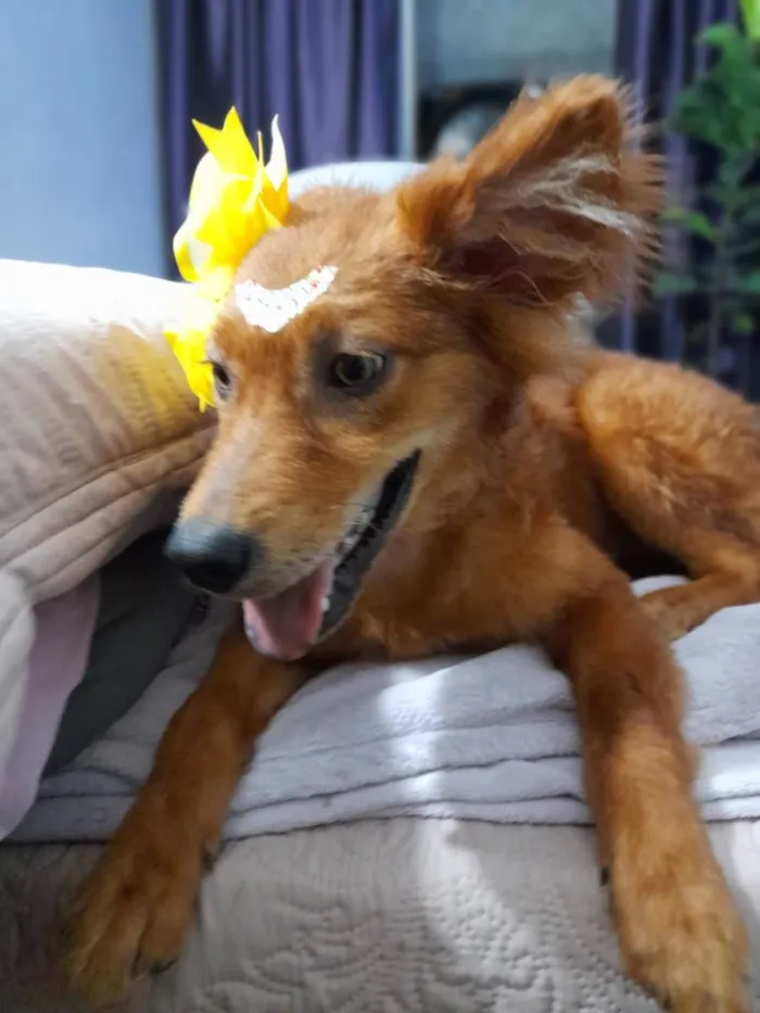 Cachorro ra a Srd idade 7 a 11 meses nome Jully