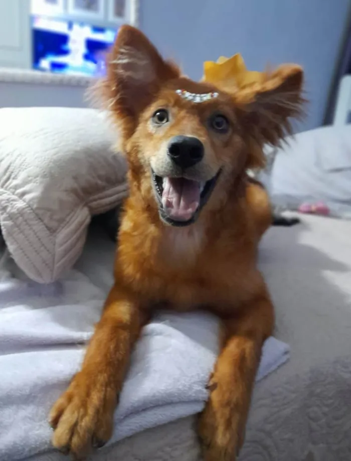 Cachorro ra a Srd idade 7 a 11 meses nome Jully