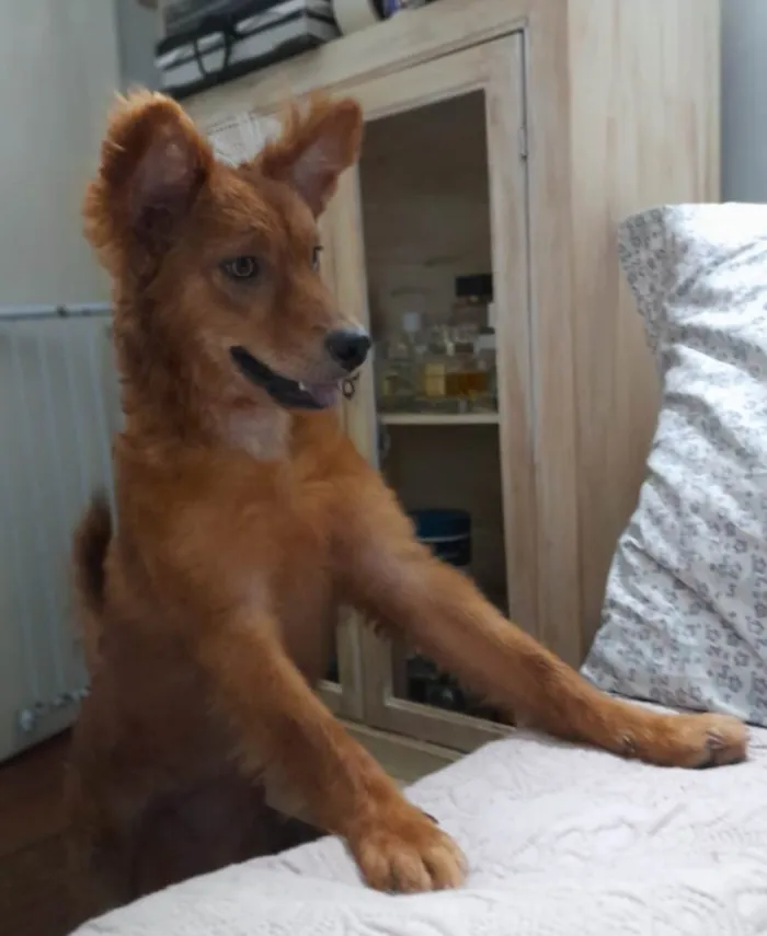 Cachorro ra a Srd idade 7 a 11 meses nome Jully