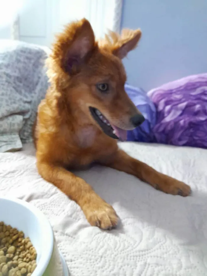 Cachorro ra a Srd idade 7 a 11 meses nome Jully