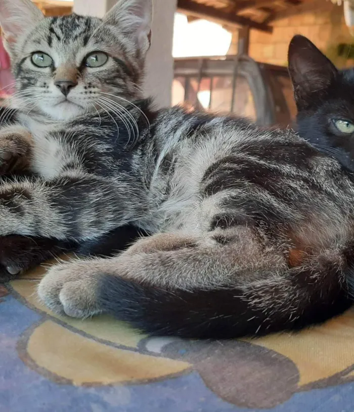 Gato ra a Felino SRD idade 2 a 6 meses nome Bento II